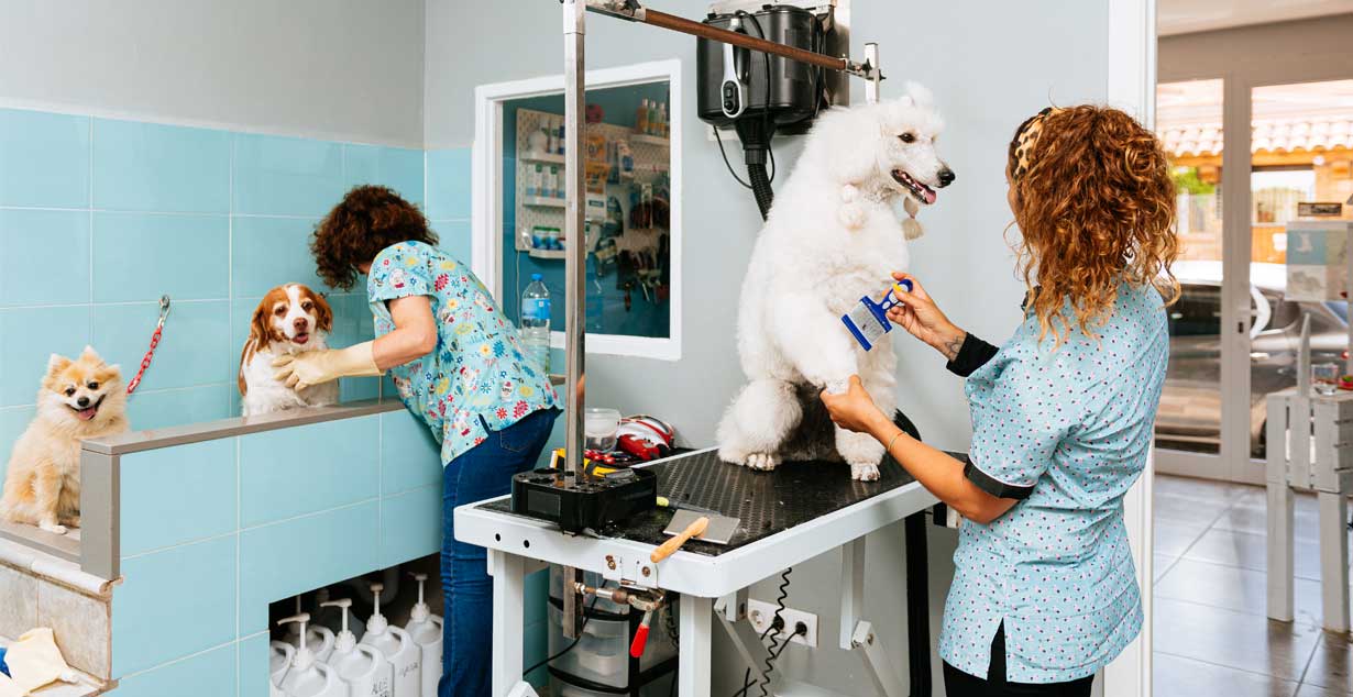 Pet Grooming: Why It’s Essential for Your Pet’s Health and Happiness